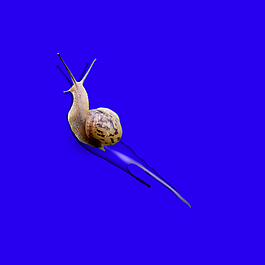 蜗牛水珠