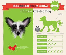 中国凤头犬图片