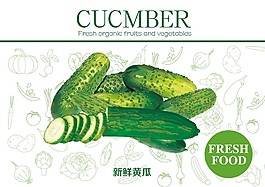 新鲜黄瓜素材