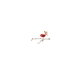 树枝上的鸟儿