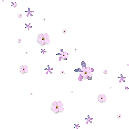 紫色小花唯美