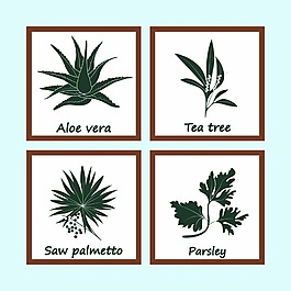 手绘植物