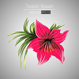 盛开的花朵