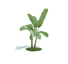 芭蕉叶