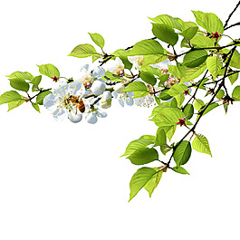 花朵树叶蜜蜂素材