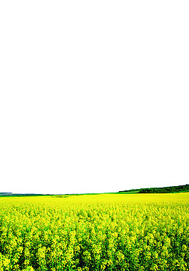 菜花背景