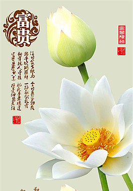 洁白荷花装饰画图片