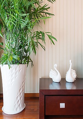 盆栽植物家装效果图