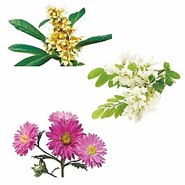 槐花枇杷花素材