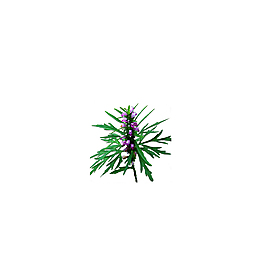 花卉植物益母草