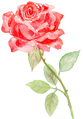 红色玫瑰520情人节七夕手绘水彩装饰图案