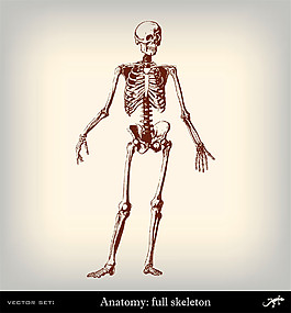人体轮廓 医学图片