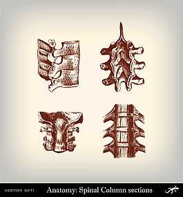 人体脊椎插画图片