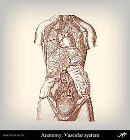 人体解剖插图图片