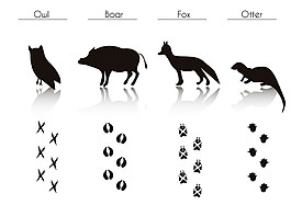 猫头鹰和狐狸等动物剪影图片