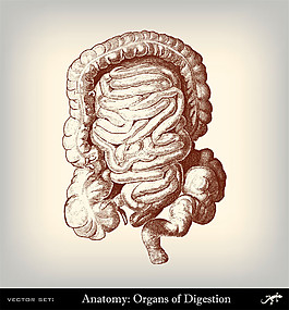 人体肠胃素描图片