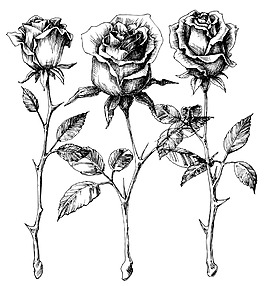 手绘黑白玫瑰