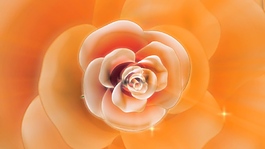 玫瑰花卉彩色视频背景