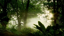 树林中的雾气清晨有光