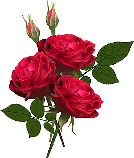 写实红色玫瑰花