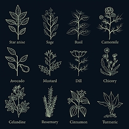 手绘植物叶子素材
