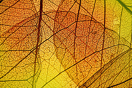 黄色透明叶子图图片