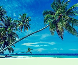 海滩椰树背景图