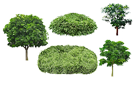 桃花心木景观素材大全图片