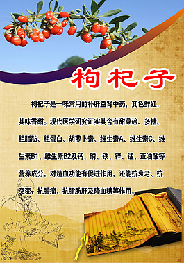 枸杞子功效单页