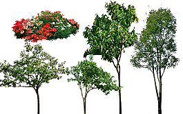 柿子树石竹花花草树木景观素材图片