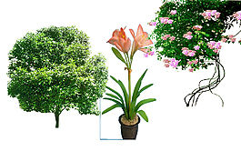 绿化植物花藤素材图片