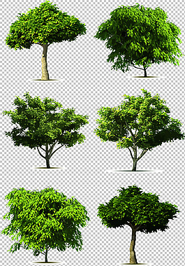 小树变大树图片
