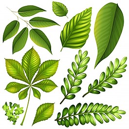 不同种类的树叶插图