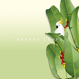 香蕉片鹦鹉背景