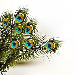 孔雀羽毛的背景