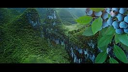 蓝莓广告人物素材