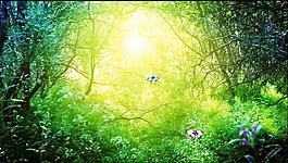 唯美蝴蝶入森林舞台背景视频素材