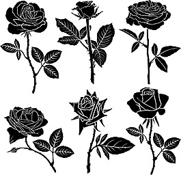 渐变黑白玫瑰花语图片
