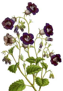 手绘牵牛花元素