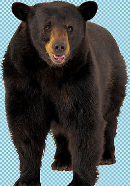 张嘴的熊图片免抠png透明图层素材