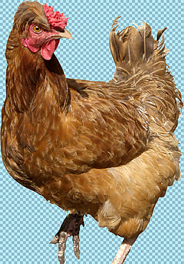 抬腿走的母鸡图片免抠png透明图层素材