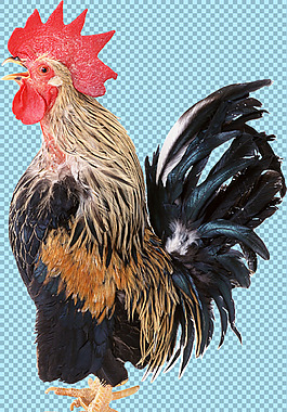 打鸣的公鸡图片免抠png透明图层素材