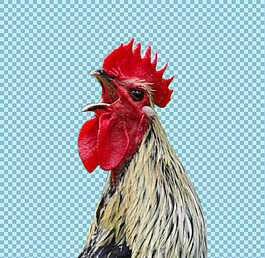打鸣的公鸡图片免抠png透明图层素材