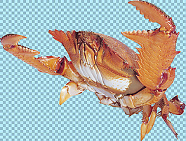 大钳子的螃蟹图片免抠png透明图层素材