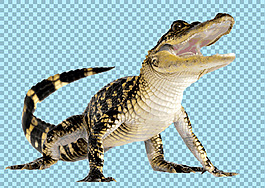 昂头张嘴的鳄鱼图片免抠png透明图层素