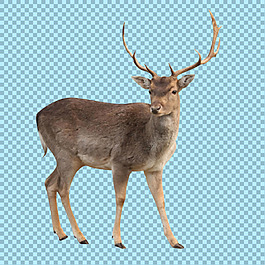 站立的鹿图片免抠png透明图层素材