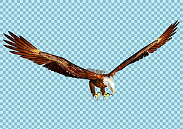 展翅高飞的老鹰图片免抠png透明图层素材