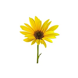 黄色菊花鲜嫩元素