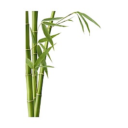 环保清新竹子图片_环保清新竹子素材_环保清新竹子模板免费下载-六
