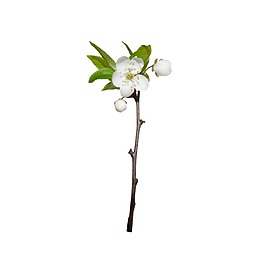 手绘绿叶棉花元素